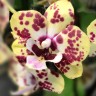 Орхидея Phalaenopsis Vanilla Sky, Big Lip midi (отцвел) Орхидея Phalaenopsis Vanilla Sky, Big Lip midi (отцвел)