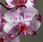 Орхидея Phalaenopsis Magic Art & Stone Rose