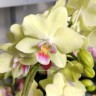 Орхидея Phalaenopsis Canary, multiflora (отцвел) Орхидея Phalaenopsis Canary, multiflora (отцвел)