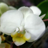 Орхидея Phalaenopsis, mini (отцвел) Орхидея Phalaenopsis, mini (отцвел)