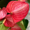 Anthurium Livium Ruby (отцвел) Anthurium Livium Ruby (отцвел)