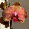 Орхидея Phalaenopsis Golden Wonder (отцвёл) Орхидея Phalaenopsis Golden Wonder (отцвёл)