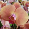 Орхидея Phalaenopsis Volcano (отцвел) Орхидея Phalaenopsis Volcano (отцвел)