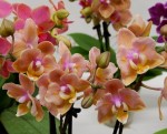Орхидея Phal. Perfume Carola peloric, multiflora (отцвел, РЕАНИМАШКА)