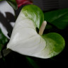 Anthurium Namora (отцвел) Anthurium Namora (отцвел)