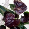 Anthurium Essencia (деленка без цветов) Anthurium Essencia (деленка без цветов)