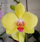 Орхидея Phalaenopsis Amber (отцвел, РЕАНИМАШКА)
