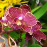 Орхидея Phalaenopsis Lola, multiflora (отцвел) Орхидея Phalaenopsis Lola, multiflora (отцвел)