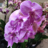 Орхидея Phal. Manta Romblon, Big Lip (отцвел, РЕАНИМАШКА)
