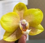 Орхидея Phalaenopsis Young Home Golden Pixie  Орхидея Phalaenopsis Young Home Golden Pixie