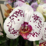 Орхидея Phalaenopsis Callisto (отцвел, УЦЕНКА*) Орхидея Phalaenopsis Callisto (отцвел, УЦЕНКА*)