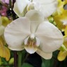 Орхидея Phalaenopsis (отцвёл) Орхидея Phalaenopsis (отцвёл)