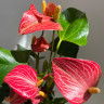 Anthurium Livium Red Micro (деленка без цветков) Anthurium Livium Red Micro (деленка без цветков)