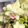 Орхидея Phalaenopsis Canary, multiflora (отцвел, УЦЕНКА*) Орхидея Phalaenopsis Canary, multiflora (отцвел, УЦЕНКА*)