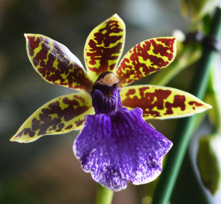Орхидея Zygopetalum Trozy Blue 