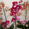 Орхидея Phalaenopsis Cranberry Cha Cha, multiflora (отцвел) 