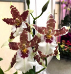 Орхидея Aliceara ‘Renaissance White’ Орхидея Aliceara ‘Renaissance White’