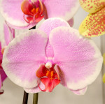 Орхидея Phalaenopsis Pretty Romance 