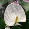Anthurium Karma White (деленка без цветов) Anthurium Karma White (деленка без цветов)