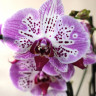 Орхидея Phalaenopsis Strange Magic (отцвел) Орхидея Phalaenopsis Strange Magic (отцвел)