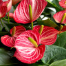 Anthurium Livium Brilliant (деленка без цветков) Anthurium Livium Brilliant (деленка без цветков)