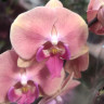 Орхидея Phalaenopsis Big Lip (отцвёл) Орхидея Phalaenopsis Big Lip (отцвёл)
