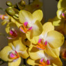 Орхидея Phalaenopsis Sweet Girl, midi (отцвел)      