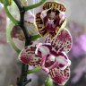Орхидея Phalaenopsis peloric (отцвёл) Орхидея Phalaenopsis peloric (отцвёл)