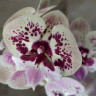 Орхидея Phalaenopsis, Big Lip (отцвел) Орхидея Phalaenopsis, Big Lip (отцвел)