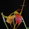 Орхидея Masdevallia  