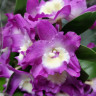 Орхидея Dendrobium nobile Purple Rain (отцвёл, деленка) Орхидея Dendrobium nobile Purple Rain (отцвёл, деленка)