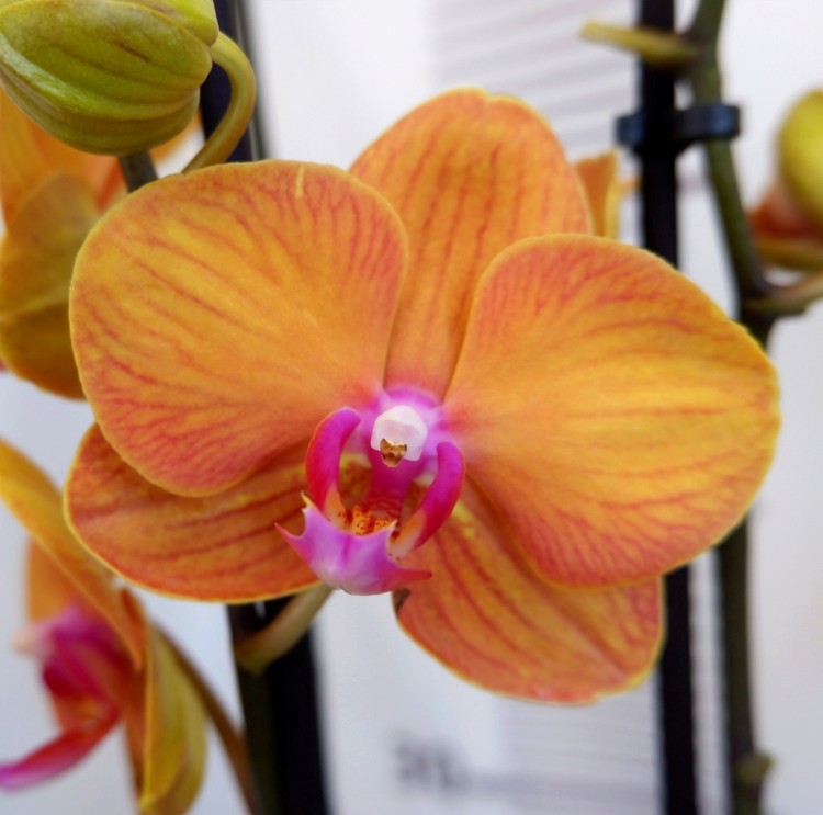 Орхидея Phalaenopsis Bologna (отцвел, РЕАНИМАШКА)  