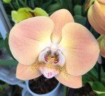Орхидея Phalaenopsis Pumpkion Орхидея Phalaenopsis Pumpkion