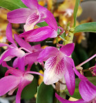 Орхидея Dendrobium Rainbow Dance (сеянцы)  Орхидея Dendrobium Rainbow Dance (сеянцы)