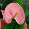 Anthurium Spirit (деленка без цветов) Anthurium Spirit (деленка без цветов)