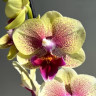 Орхидея Phalaenopsis Big Lip midi (отцвёл) Орхидея Phalaenopsis Big Lip midi (отцвёл)