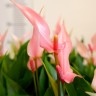 Anthurium Lili pink (отцвёл) Anthurium Lili pink (отцвёл)