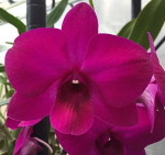 Орхидея Dendrobium Madame Beautiful (сеянцы)   Орхидея Dendrobium Madame Beautiful (сеянцы)