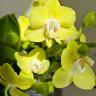 Орхидея Phalaenopsis Table Lemon, multiflora (отцвёл) Орхидея Phalaenopsis Table Lemon, multiflora (отцвёл)
