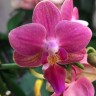 Орхидея Phalaenopsis Perfumе Amorion, multiflora (отцвел)   Орхидея Phalaenopsis Perfumе Amorion, multiflora (отцвел)