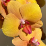 Орхидея Phalaenopsis Buddha (отцвёл) Орхидея Phalaenopsis Buddha (отцвёл)