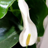 Anthurium Lili white (отцвел) Anthurium Lili white (отцвел)