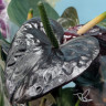 Anthurium Paris Black (деленка без цветов) Anthurium Paris Black (деленка без цветов)