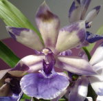 Орхидея Zygopetalum Blue Angel (отцвёл)