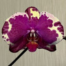 Орхидея Phalaenopsis (отцвёл) Орхидея Phalaenopsis (отцвёл)