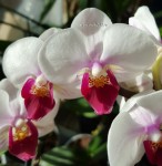 Орхидея Phalaenopsis Red Lip, multiflora (цветет, УЦЕНКА)