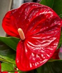 Anthurium Minnesota Anthurium Minnesota