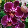 Орхидея Phalaenopsis (отцвёл) Орхидея Phalaenopsis (отцвёл)