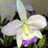 Орхидея Laeliocattleya Love Knot 'Blue Star' (отцвела) Орхидея Laeliocattleya Love Knot 'Blue Star' (отцвела)