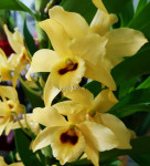 Орхидея Dendr. nobile yellow 'Dark Eye' (отцвела, деленка)